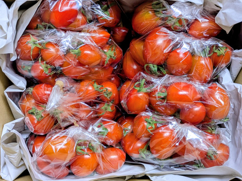 青森県産 ミニトマト スーパーなつめっ娘 200g：青森県産のトマト