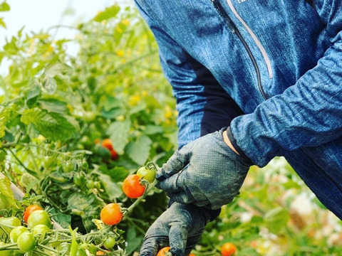 数量限定！！恋するミニトマト【恋味アミューズ】2kg