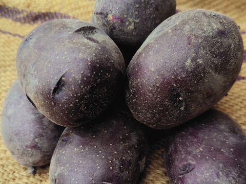 農園おまかせ新じゃがセット 計1.5㎏（3-4品種 計10-18個程)