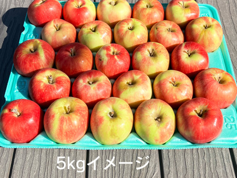 完売御礼🚚酸味系りんご🍎彩香🍎5kg お得な訳ありご家庭用 青森県特別栽培認証取得