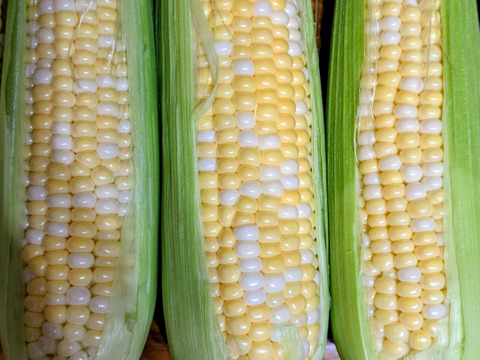 一足早く！沖縄県産採れたて新鮮スイートコーン8本(約1.5〜1.8kg)
