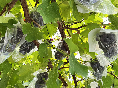 真っ黒甘い！岡山県産種なしニューピオーネ　約250gｘ4パック（約1kg、4パック）