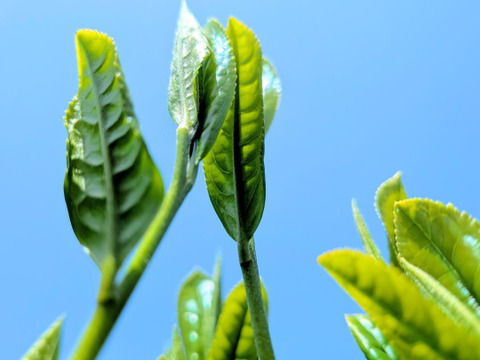 【2026年 新茶】京都・舞鶴 煎茶（50g）