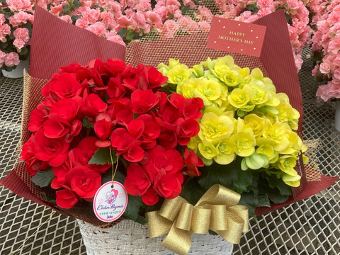 【贈答用】他では手に入らない最高級品。エラチオールベゴニア【バスケット2入】５寸