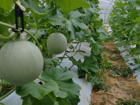 2玉 LLサイズ（1.5kg以上）沖縄産アールスメロン（赤肉）