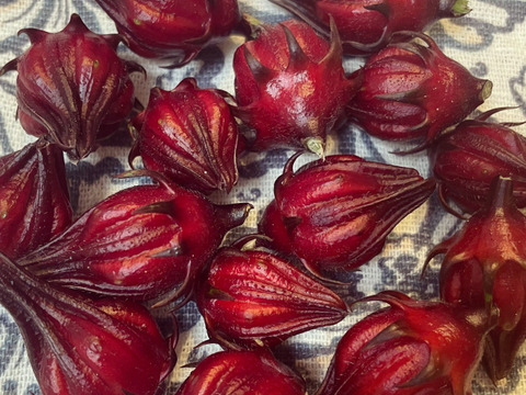 注文受付開始👨‍🌾自然栽培ローゼル(赤)🌺初回限定お試し価格200g300円