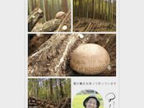 【知らなくて損してない？】★木から栽培する本格派！形自慢
約800～1kg(60サイズ)◎日時指定可能◎