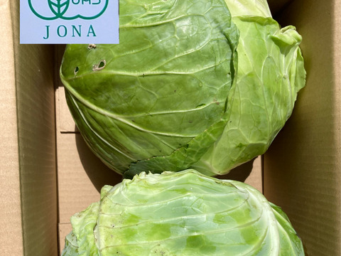 農薬不使用　青森県産　美味しい安心の有機キャベツ　有機栽培【TSK】
