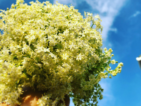オーガニック/エルダーフラワー＆ハーブmix：Organic Elder flower ＆ herbs mix【有機JAS認証】