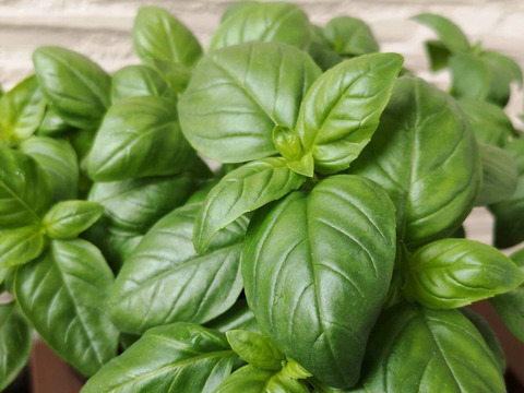 イタリア料理に お試し フレッシュハーブ詰め合わせ 100g B 和歌山県産 食べチョク 農家 漁師の産直ネット通販 旬の食材を生産者直送 イタリア料理に お試し フレッシュハーブ詰め合わせ 100g B 和歌山県産 食べチョク 農家 漁師の産直ネット通販 旬の食材を生産者直送
