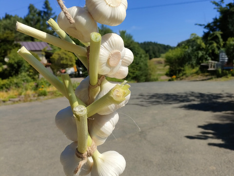 ドラキュラ対策つるしニンニク10玉