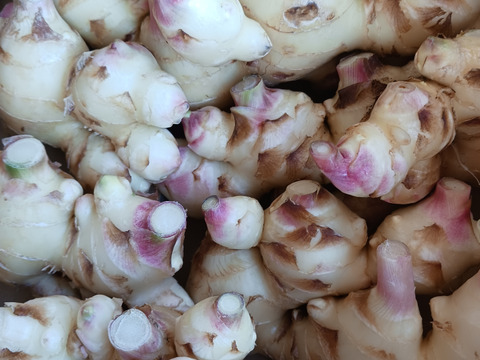 消毒してないよ！　露地の新生姜2kg