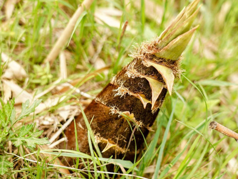 【2026年筍★予約受付中】採れ次第発送~お得な5kg箱サイズ(日にち指定不可、時間指定OK)