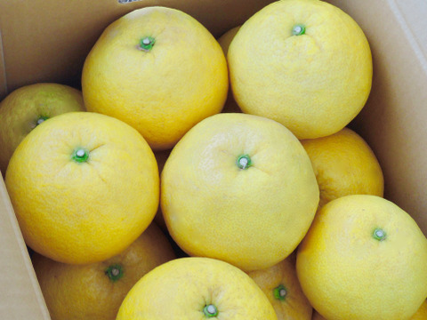 サラダや冷やし中華のトッピング
めっちゃジューシーでちょっとすっぱい
　イエローポメロ　７ｋｇくらい