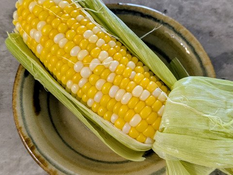 一足早く沖縄からお届け！スイートコーン8本(約1.5〜1.8kg)
