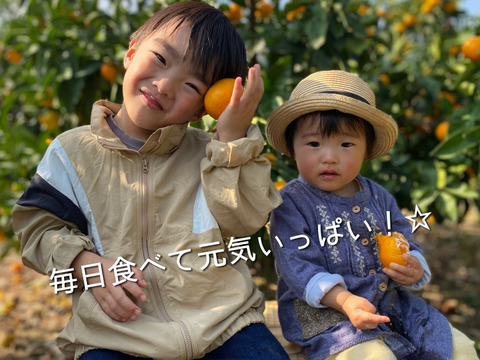 【島の恵み！高糖度☆】早生温州みかん 5キロ箱[愛媛県・大三島産)濃く甘い田口早生☆ご家庭用S〜L混合