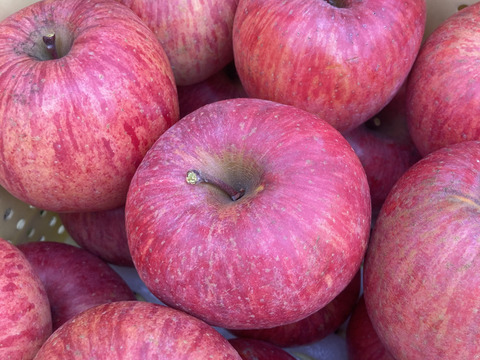 【冬ギフト】サンふじ＆シナノホッペ２品種詰め合わせ〜【5kg上品🍎12個～18個入り】※化学合成農薬約40％削減