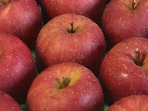 【訳あり】シナノスイート　家庭用約4.5Kg　青森県産　数量限定