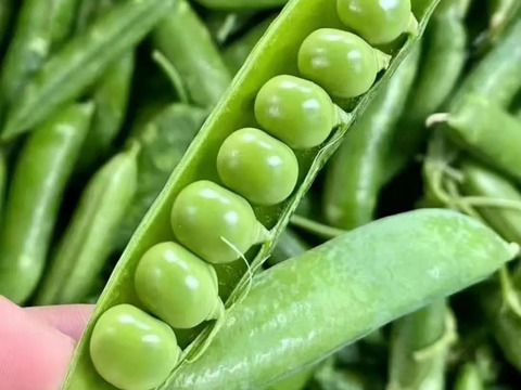 春野菜セット 鹿児島県指宿産 グリーンピース500g＋オクラ32本 農家直送