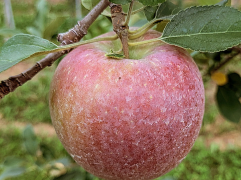 シナノリップ約４．５ｋｇ　ジューシーで香りのよい夏りんご