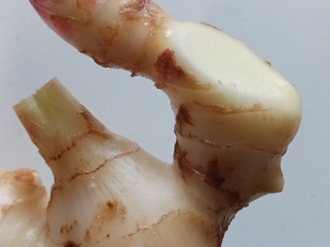 農家直送　高知県産新生姜　7kg