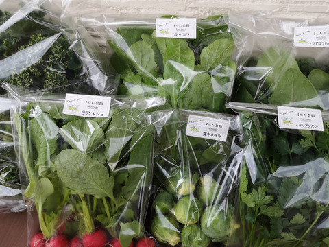 愛し野菜7種 ふじた農園のハーブ お野菜セット 80サイズ箱いっぱい 和歌山県産 食べチョク 農家 漁師の産直ネット通販 旬の食材を生産者直送 愛し野菜7種 ふじた農園のハーブ お野菜セット 80サイズ箱いっぱい 和歌山県産 食べチョク 農家 漁師の産直ネット通販 旬の食材を生産者直送