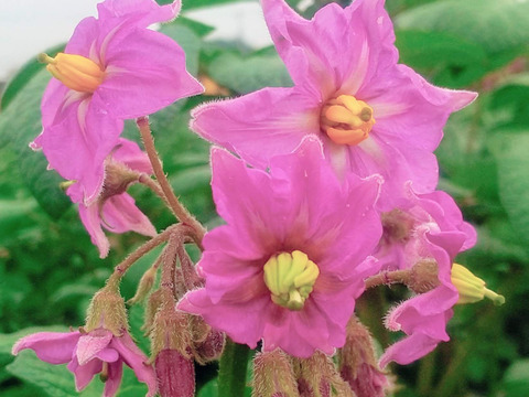 デストロイヤー（グラウンドペチカ）1.5㎏(9-18個程度)【新じゃが】