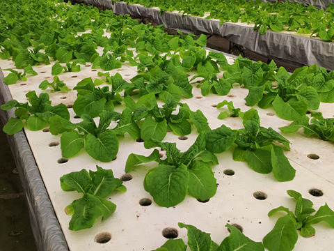 群馬県産 採れたてサンチュ 100枚