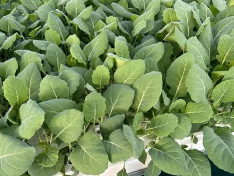 柔らかく苦みが少ない！「ソフトケール」500g