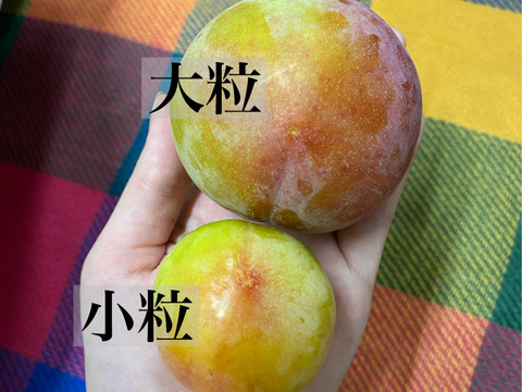 農家直送！1番手プラム【大石早生】1.8kgL玉
甘味と酸味のバランスがたまらない！
