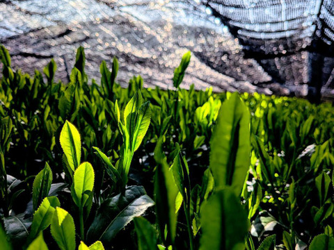 【2026年 新茶】 京都・舞鶴のお茶 摘みたて 本格玉露 80g