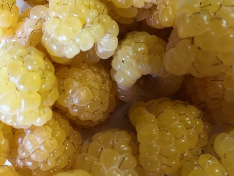 【有機JAS認証】芳醇な味わい　冷凍オーガニックゴールデンラズベリー 500g×2袋