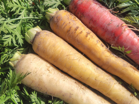 【4色】カラフルにんじん700g(5-7本程度)【葉なし・土付き】