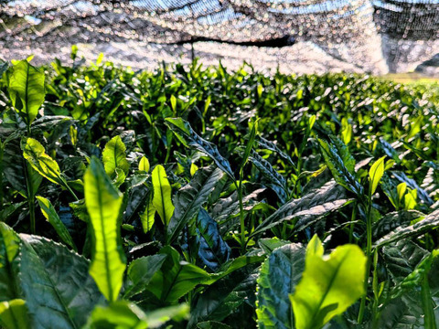 【2026年 新茶】 京都・舞鶴のお茶 摘みたて 本格玉露 80g