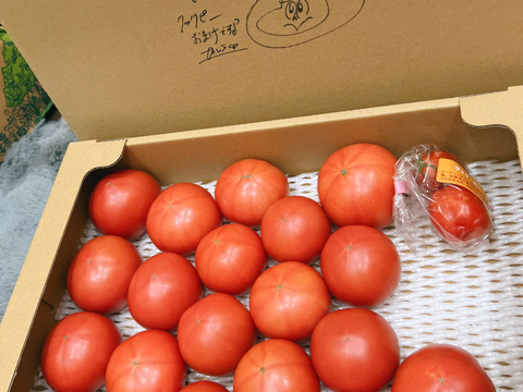 【予約】【旨トマト3kg】お買い得☆ジューシーで旨味あるトマト！サラダやパスタにも！（２５～４５玉）