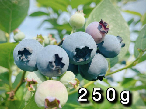 【品種：ブルージェイ】冷凍ブルーベリー•250g（道産自然栽培）※まとめ買い対応
