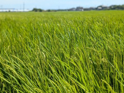 未精米【令和7年新米】ヒラヤマファームの米（10kg）