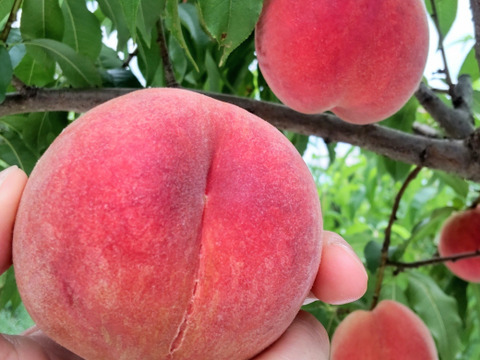 玉うさぎ3kg🍑数量限定🍑希少種&激レア桃🍑朝採り🍑【自宅用】訳