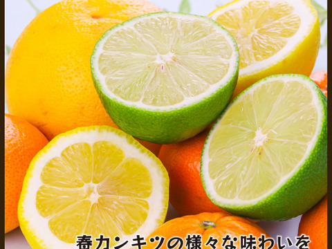 【食べ比べ】みかん・カンキツ詰め合わせセット4kg｜和歌山県海南市下津町から旬のみかん・かんきつ詰合わせセットを産地直送、農園直送でお届け。清見、セミノール、甘夏、八朔等、様々な柑橘が楽しめます