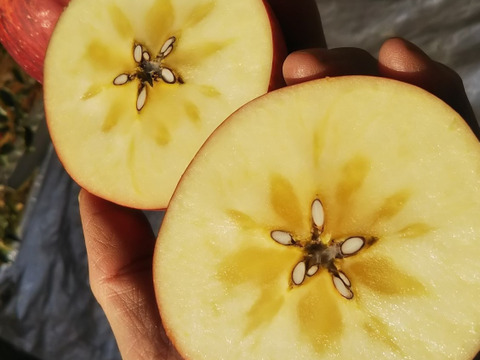 【予約受付中】【蜜入り】サンフジ5キロ(家庭用)