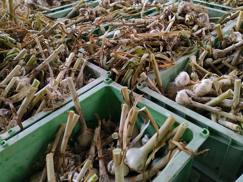 ドラキュラ対策つるしニンニク10玉