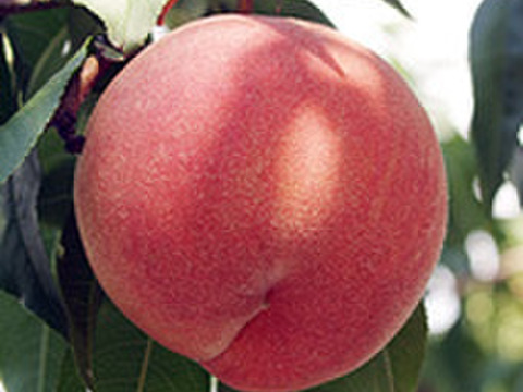 ８月２０日までの販売　大粒「川中島白桃」特秀品２ｋｇ(６～８個位)