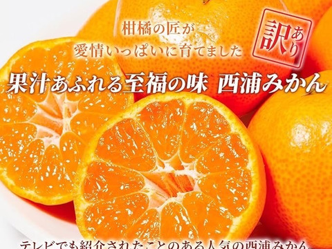 太陽と潮風が育てた、甘みあふれる！西浦みかん 【寿太郎9キロ箱込】訳ありみかん 寿太郎みかん 静岡県産 【3月上旬までの季節限定品！】