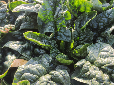 [なゆた農場]寒締め縮みほうれん草1.2kg