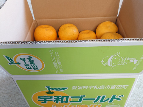 宇和ゴールド（河内晩柑） 訳あり 10Kg箱：愛媛県産のみかん