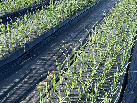幻の玉ねぎ「札幌黄」の改良品種「さつおう」20kg