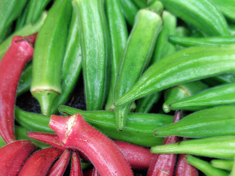 【赤オクラmix】緑500g＋赤10本（計60~75本程度) 太陽の光たっぷり！≪さぬき讃ベジタブル≫