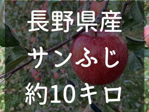 長野県松本産　サンふじ　約10キロ 32〜24玉