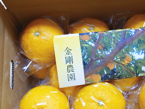 爽やかな香りと瑞々しさ！木成り完熟甘夏（5kg）