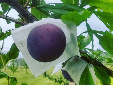 【スモモの王様】貴陽【約2kg】